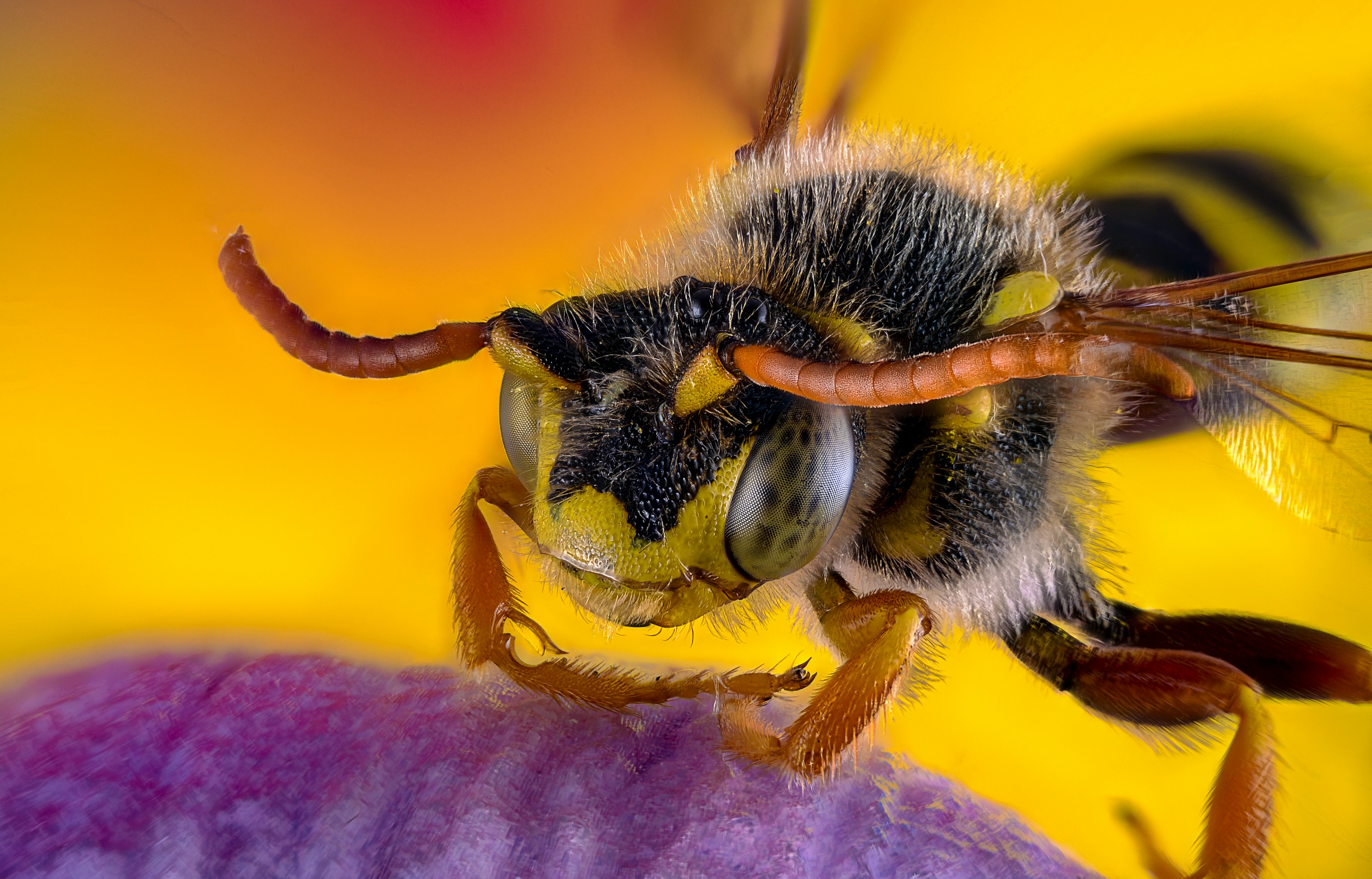 black and yellow bee on yellow and pink flower